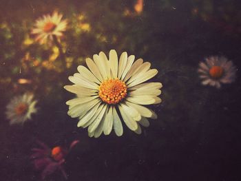 Close-up of flower blooming outdoors