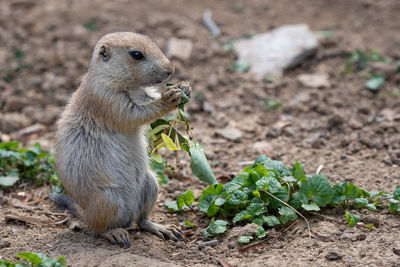 Prairie dog in the meadow, cynomys ludovicianus