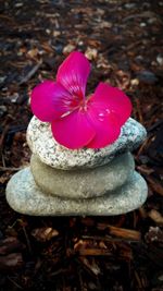 Close-up of pink flower