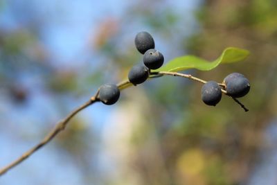 Close-up of buds on twig