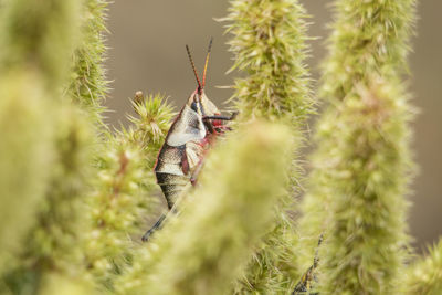 Close-up of insect on plant