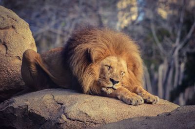 Portrait of lion relaxing outdoors