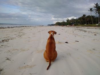 Lion on beach against sky