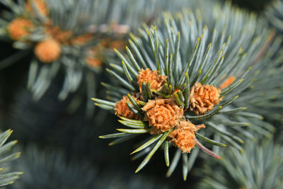 Close-up of pine cones on tree