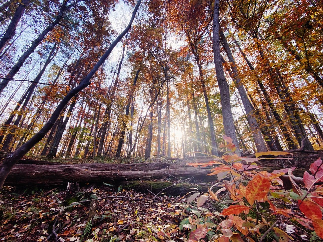 SUN STREAMING THROUGH TREES IN FOREST