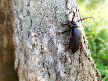 Close-up of insect on tree trunk