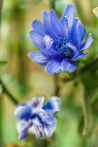 Close-up of purple flower blooming outdoors