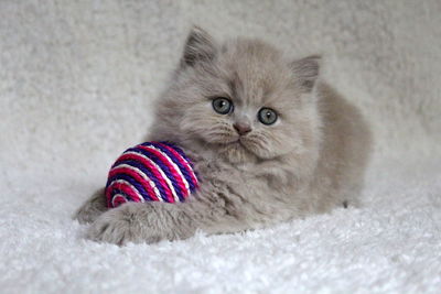 Portrait of kitten on rug