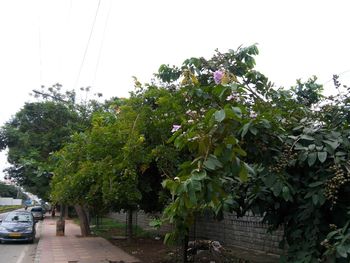 View of road with trees in background