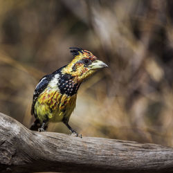 Close-up of bird perching on wood