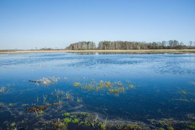 Flooded wild meadow with water, horizon and trees