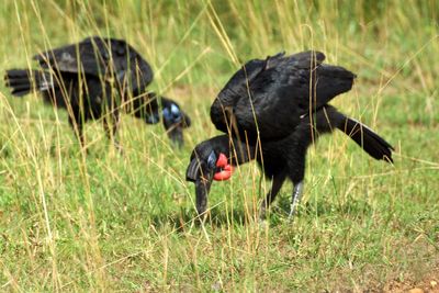 Black bird in a field