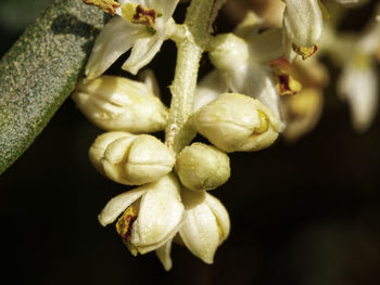 Close-up of flowers