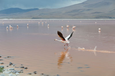 Birds flying over lake