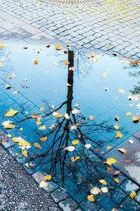 High angle view of leaves floating on puddle