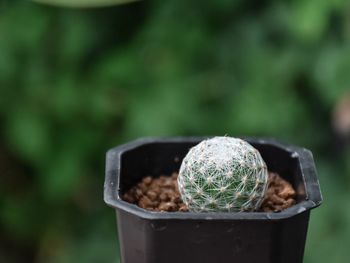 Close-up of potted plant