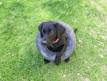 Dog on field