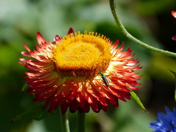 Close-up of red flower