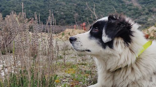 Close-up of dog