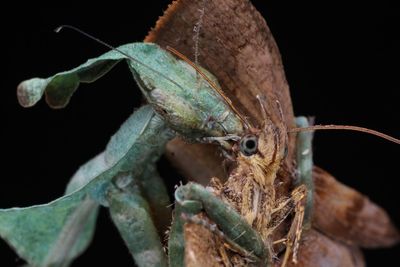 Close-up of insect on plant