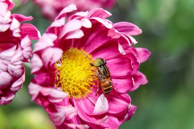 Close-up of a bee pollinating on pink flower