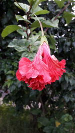 Close-up of red hibiscus blooming outdoors