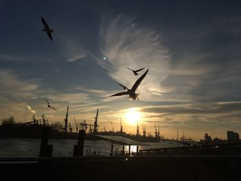 Silhouette of birds flying over sea during sunset