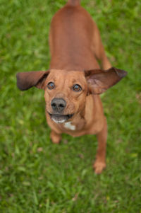 Portrait of dog on field