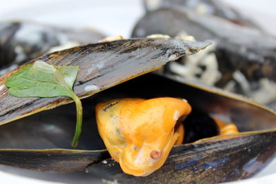 Close-up of mussel