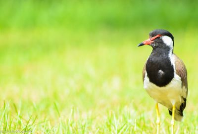 Bird on grass