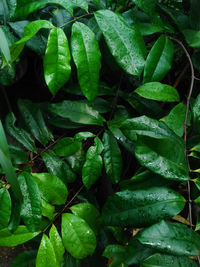 Full frame shot of wet leaves