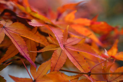 Close-up of maple leaves on plant during autumn