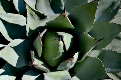 Full frame shot of succulent plant