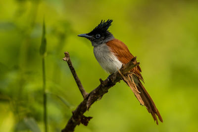 Close-up of bird perching on plant