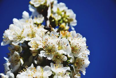 Close-up of white flowers against blue sky