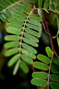 Close-up of fresh green leaves