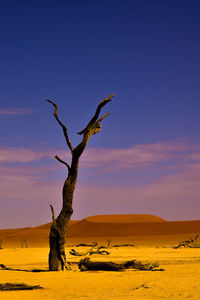 Dead tree on desert against sky during sunset