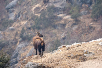 A himalayan tahr standing on a cliff in the himalayan mountains.