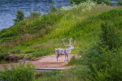 Deer standing on grass by lake