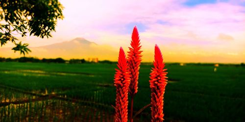 Close-up of orange flower on field against sky during sunset