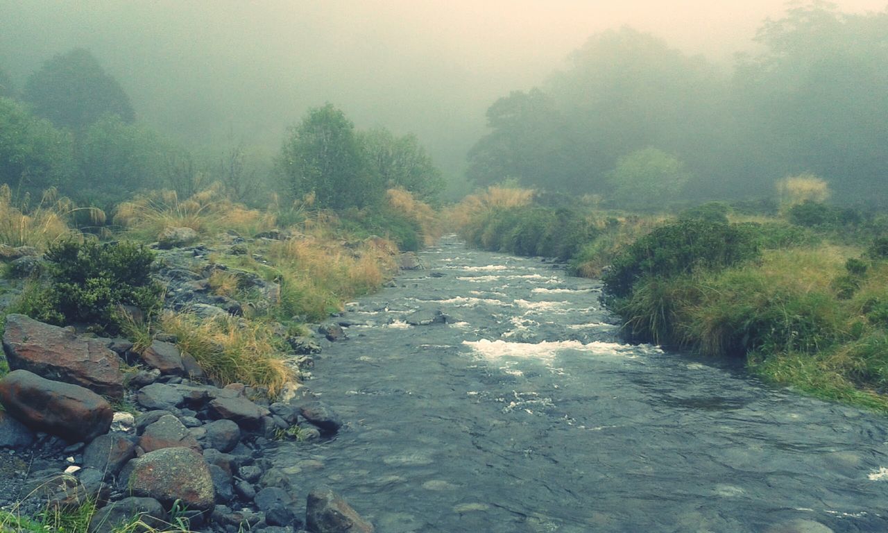 water, tree, tranquility, tranquil scene, nature, stream, scenics, beauty in nature, river, flowing, growth, the way forward, flowing water, sky, day, forest, green color, non-urban scene, plant, diminishing perspective