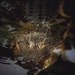 Close-up of turtle in water