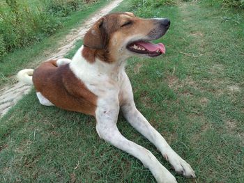 High angle view of dog relaxing on field