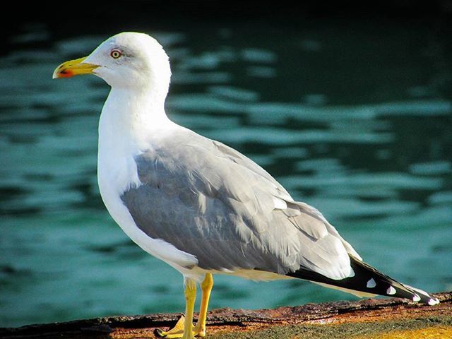 bird, animal themes, animals in the wild, wildlife, one animal, water, seagull, beak, lake, nature, side view, focus on foreground, white color, close-up, full length, outdoors, beauty in nature, day, zoology, no people