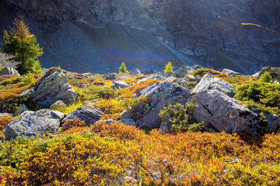 Scenic view of trees during autumn