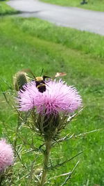 Close-up of bee on flower