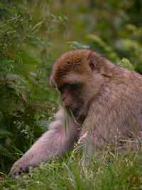 Monkey sitting on a field