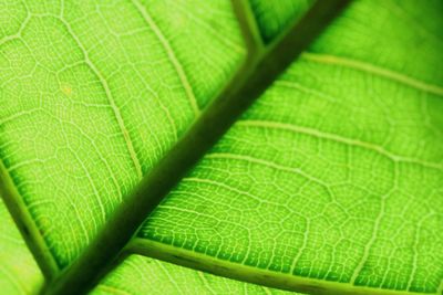 Full frame shot of green leaves