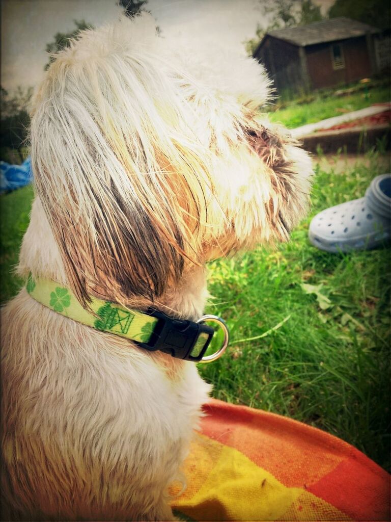 domestic animals, one animal, animal themes, mammal, dog, pets, one person, close-up, animal hair, horse, livestock, rear view, grass, field, animal head, side view, focus on foreground, day, part of, outdoors