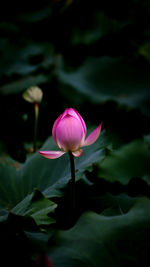 Close-up of pink water lily